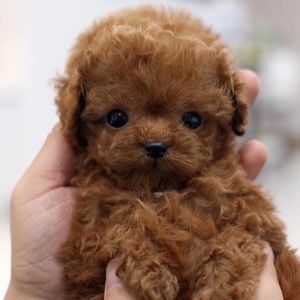 Meet your Posher, Veronica